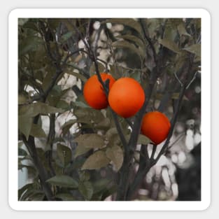 Orange tree with three oranges Sticker